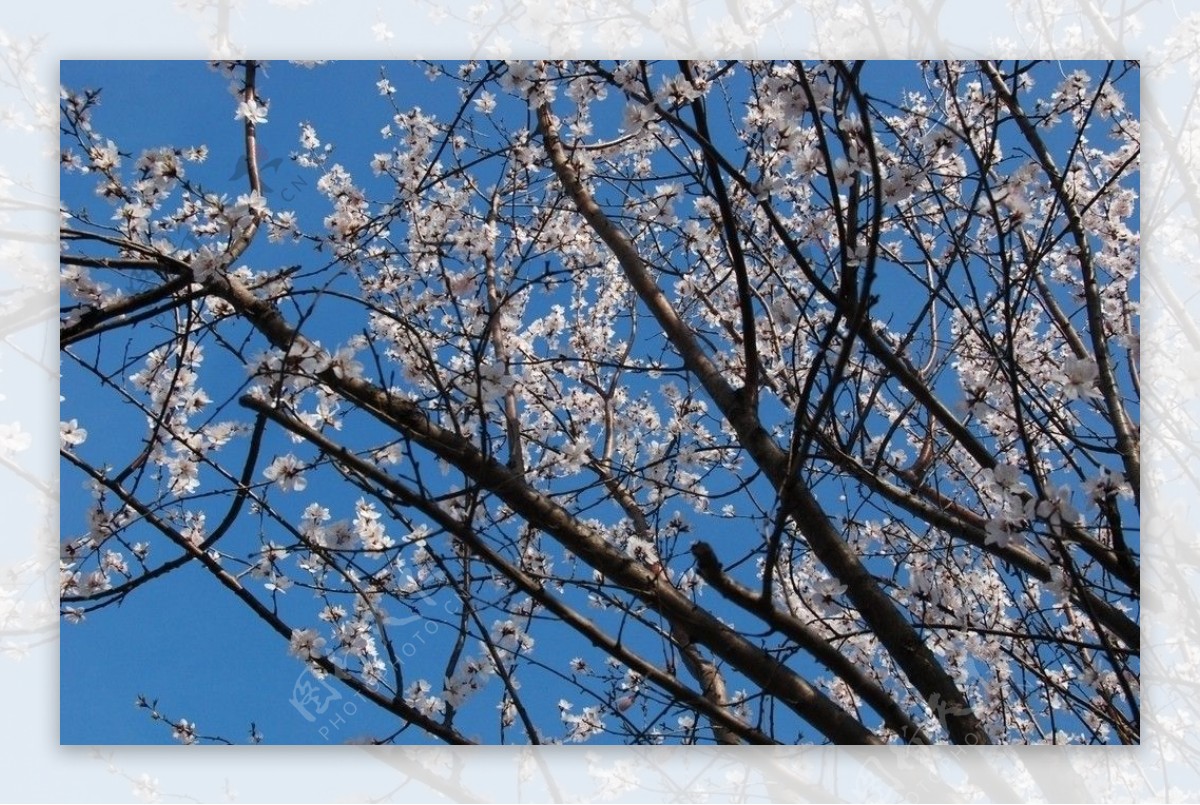 蓝天下的梅花图片