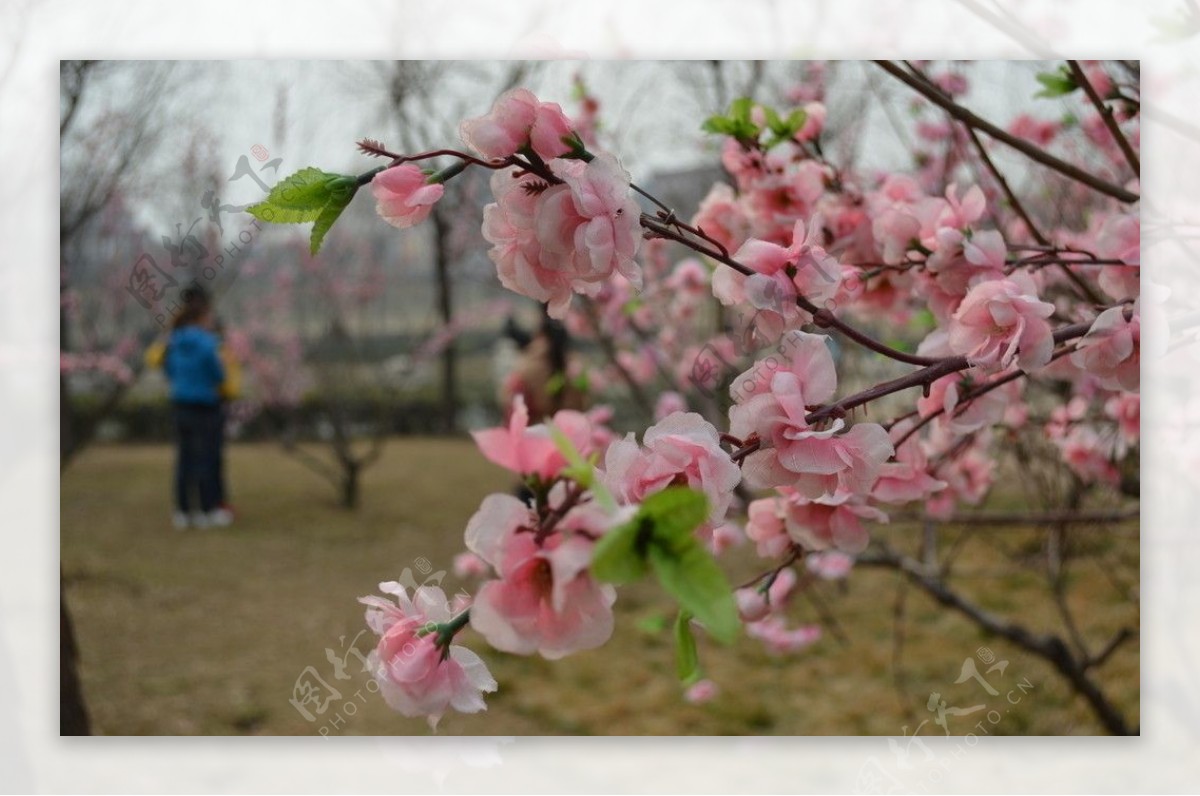 假桃花图片