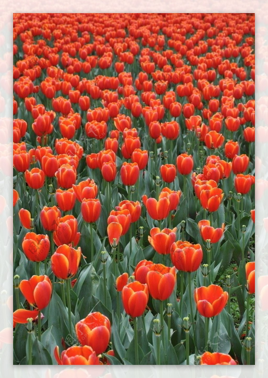 荷蘭國花鬱金香图片