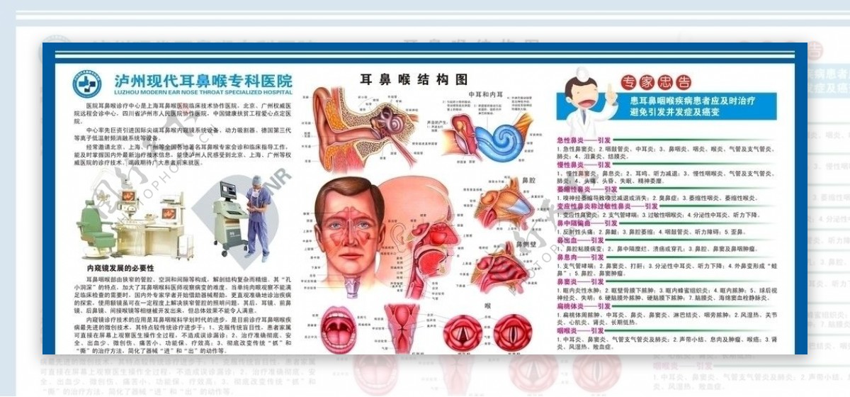 耳鼻喉剖面图图片