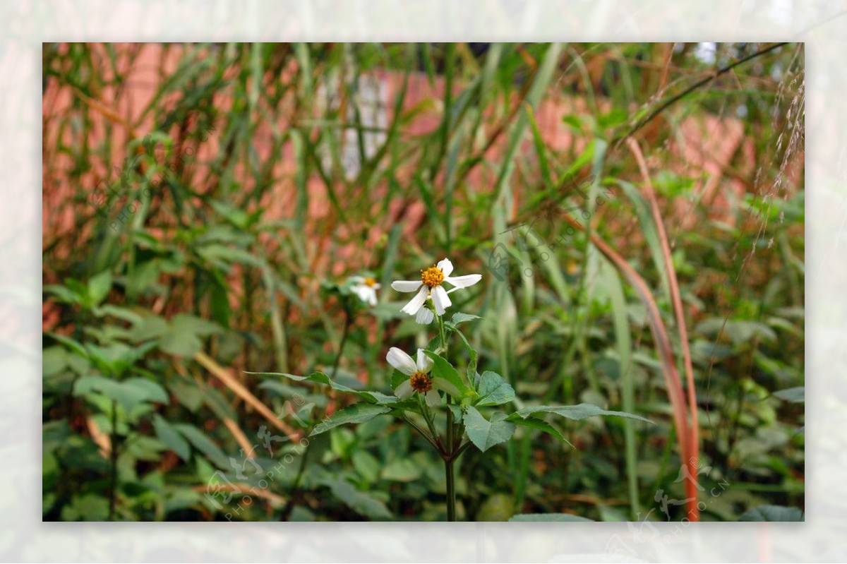 野菊花图片