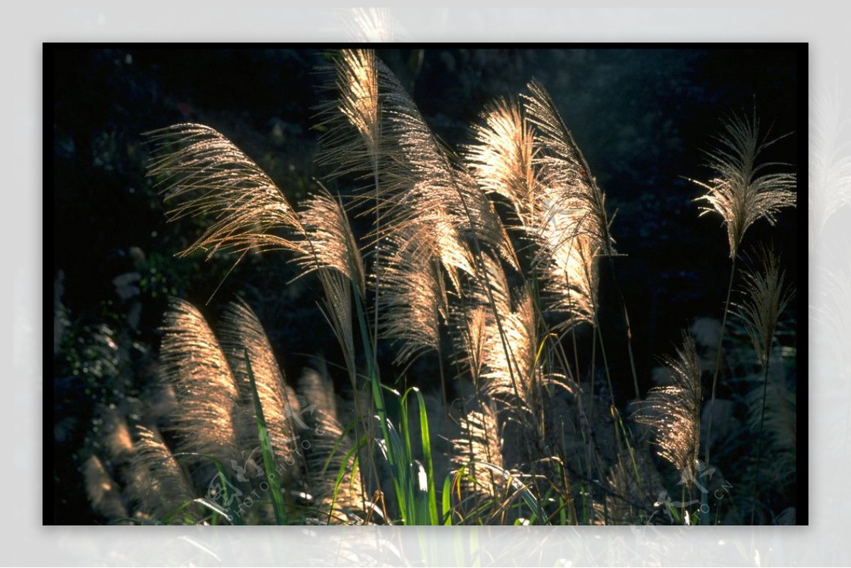 阳光中的蘆葦花图片