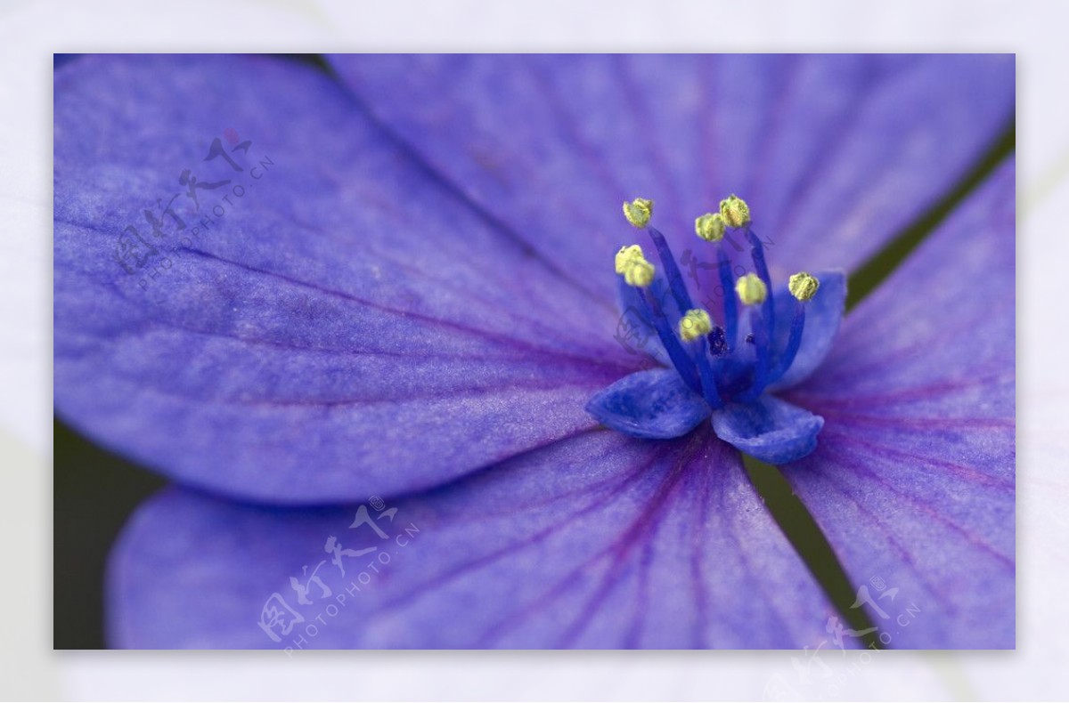美丽盛开蓝色鲜花花蕊图片
