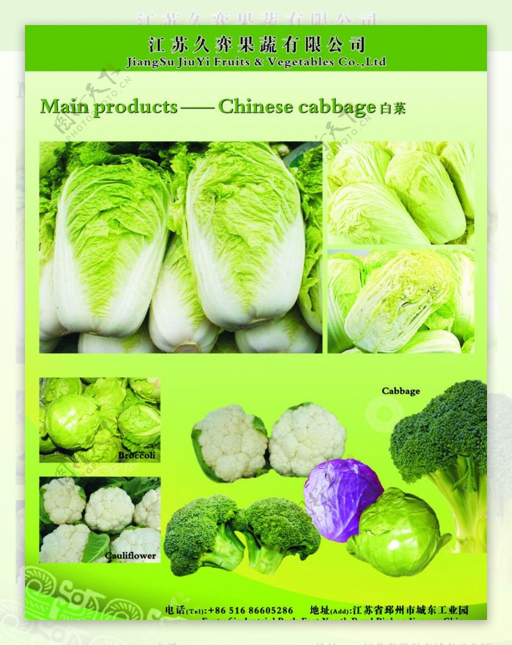 展板写真白菜蔬菜图片