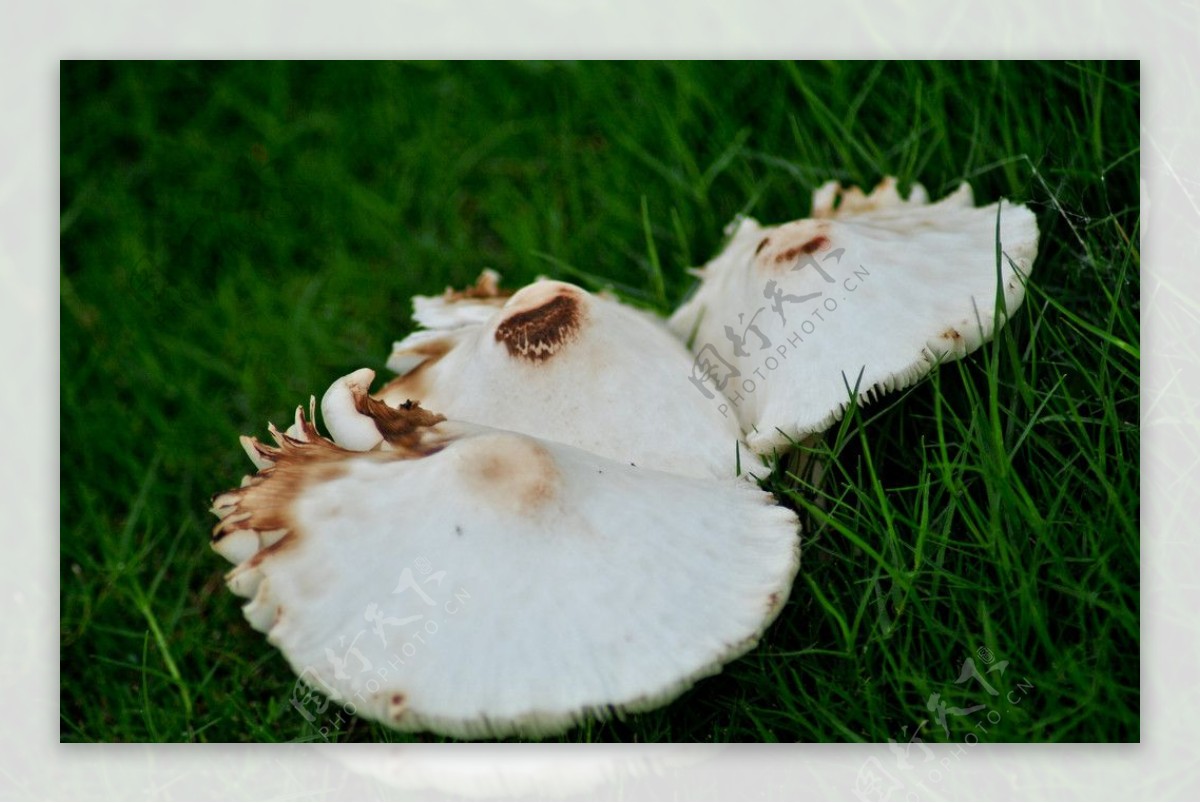 三朵白色蘑菇图片
