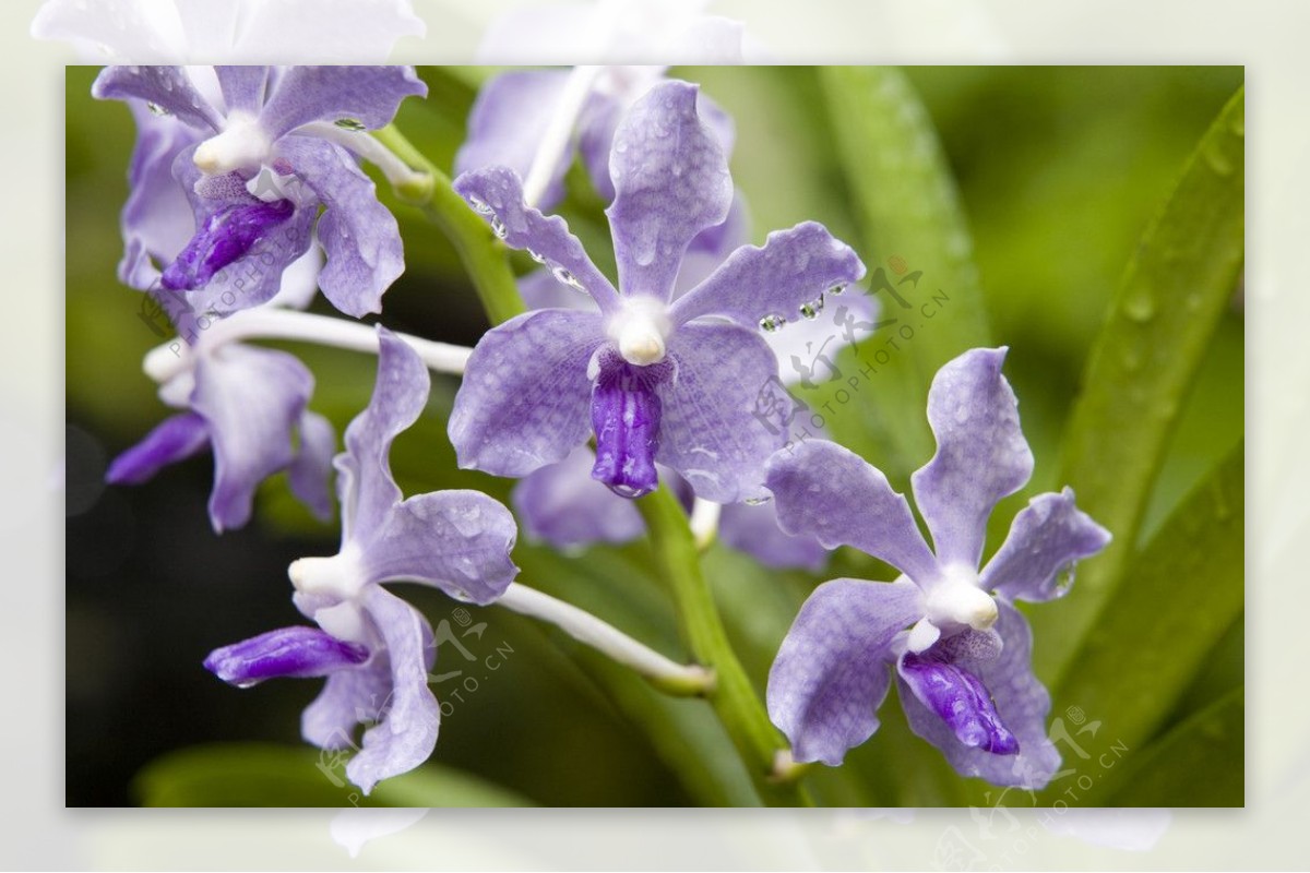 淡紫色花图片