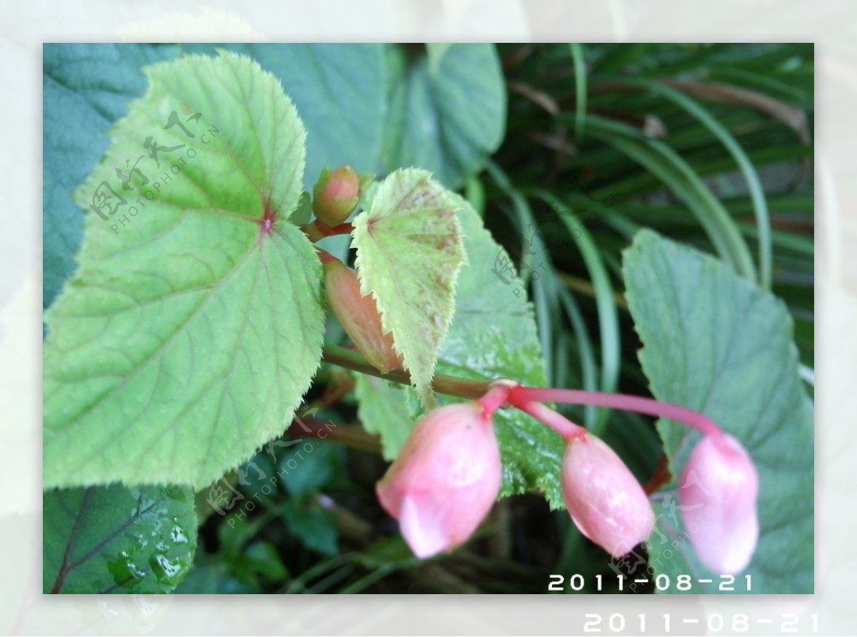 秋海棠图片