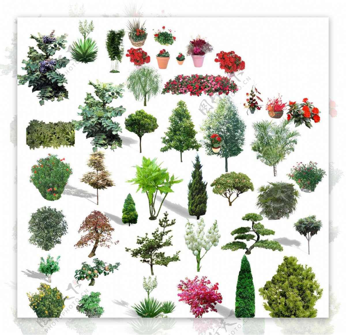 植物单品图片