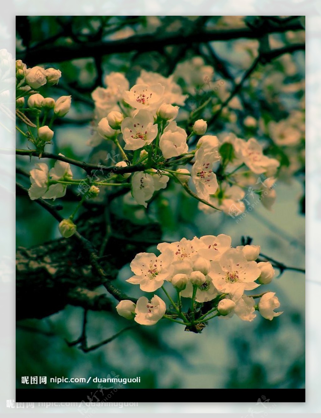一树梨花压海棠图片