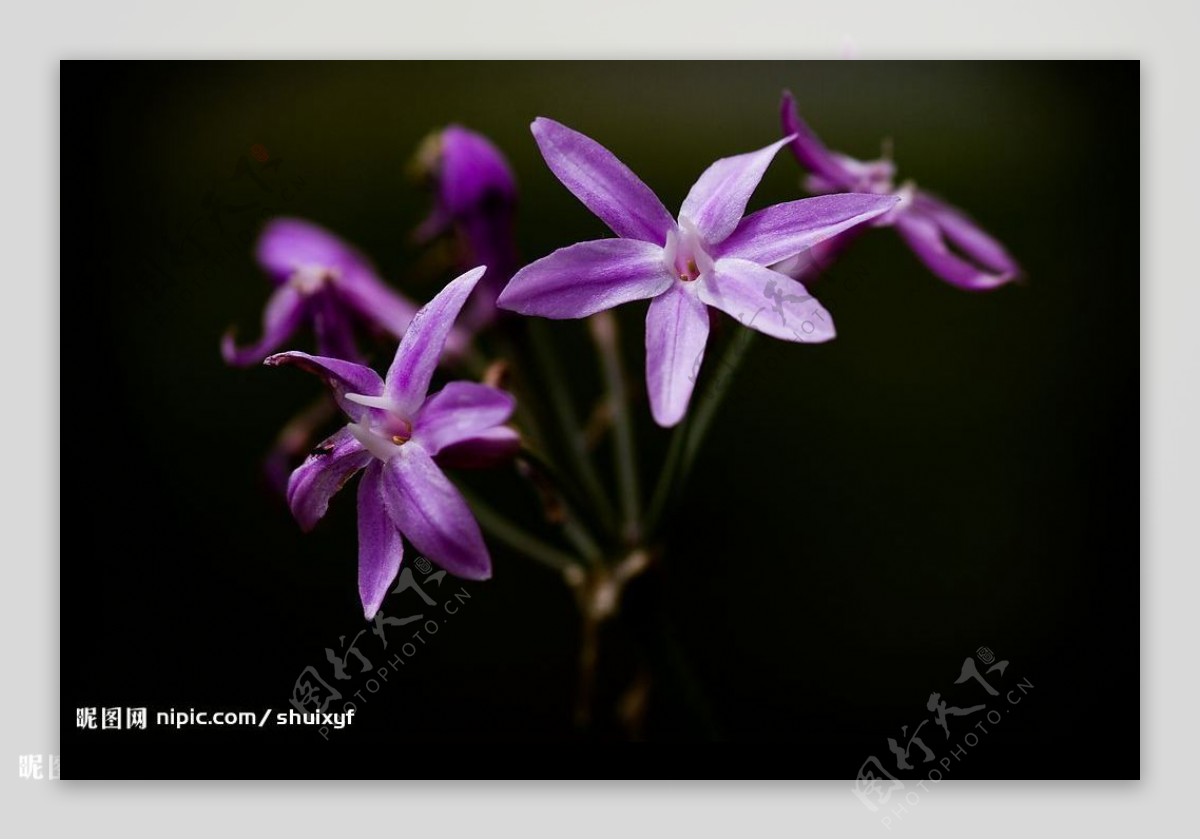 丁香花图片