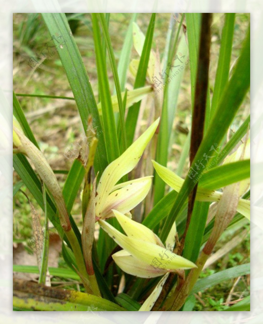 山兰春兰胡姬花君子兰图片