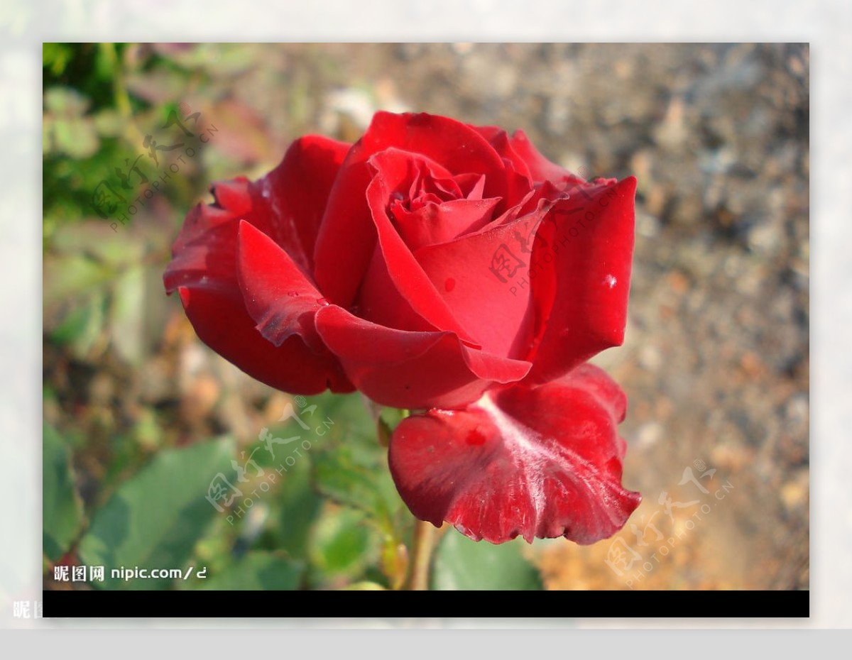 一束红玫瑰图片大全-一束红玫瑰高清图片下载-觅知网