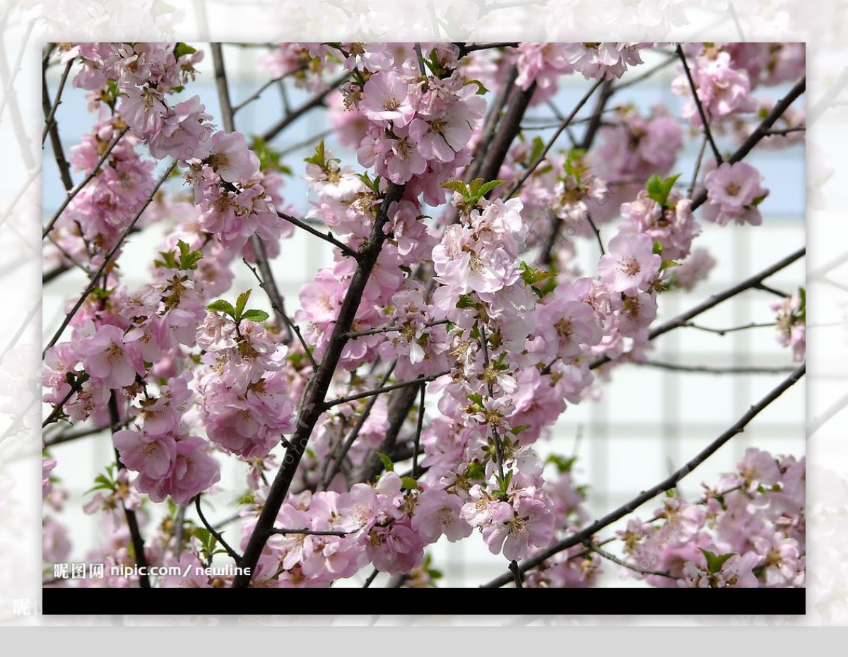 春之櫻色图片