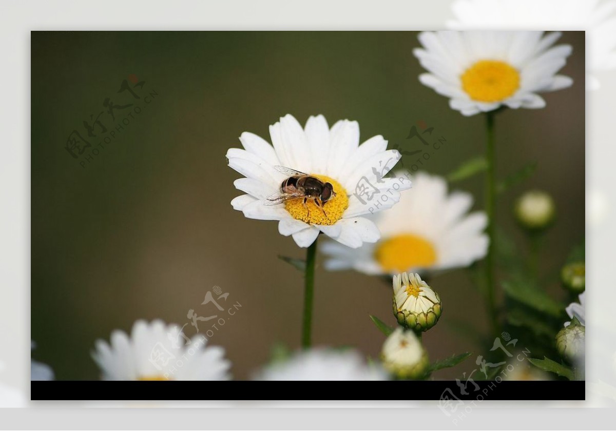 野菊花上的小蜜蜂图片