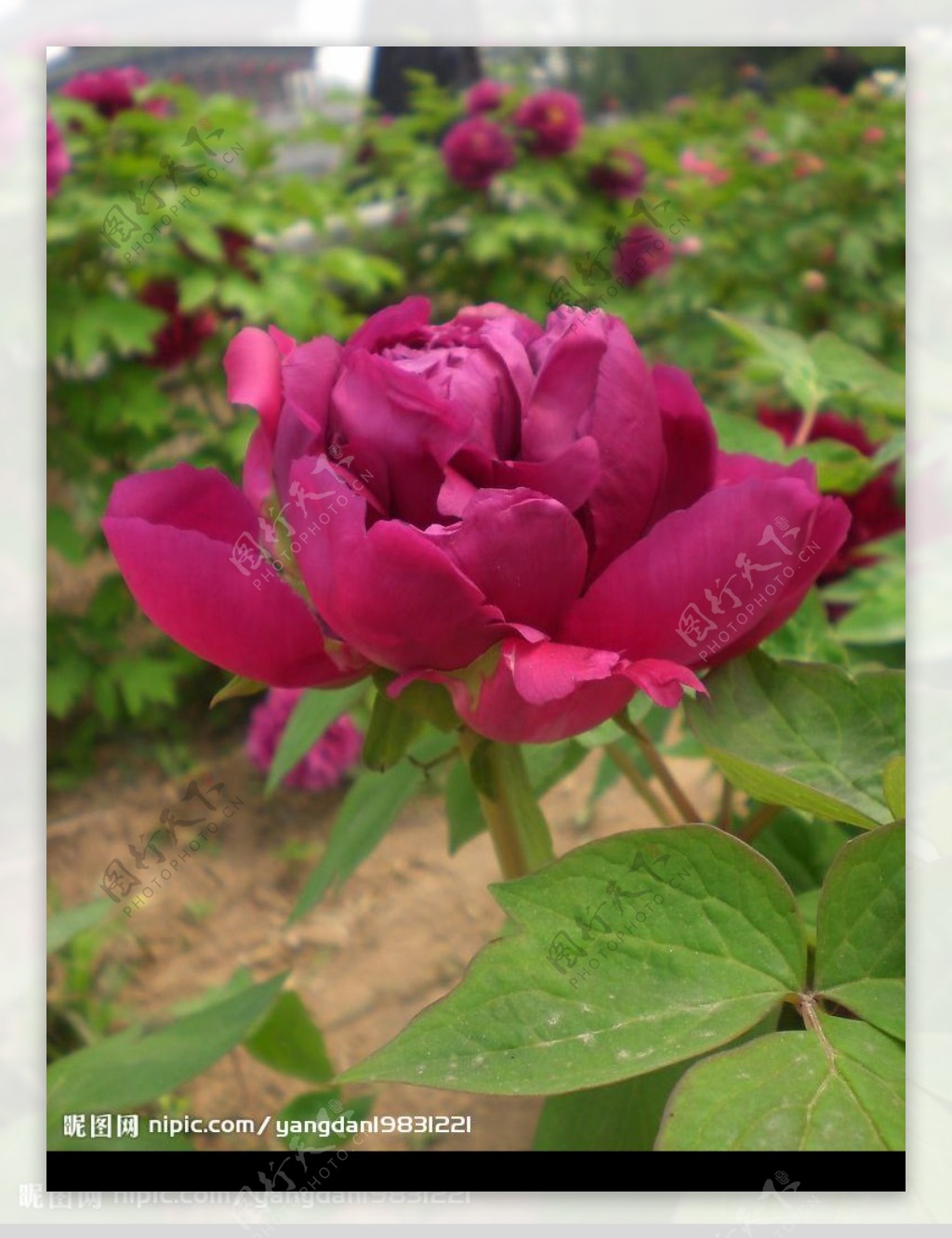 含苞未放紫红牡丹图片