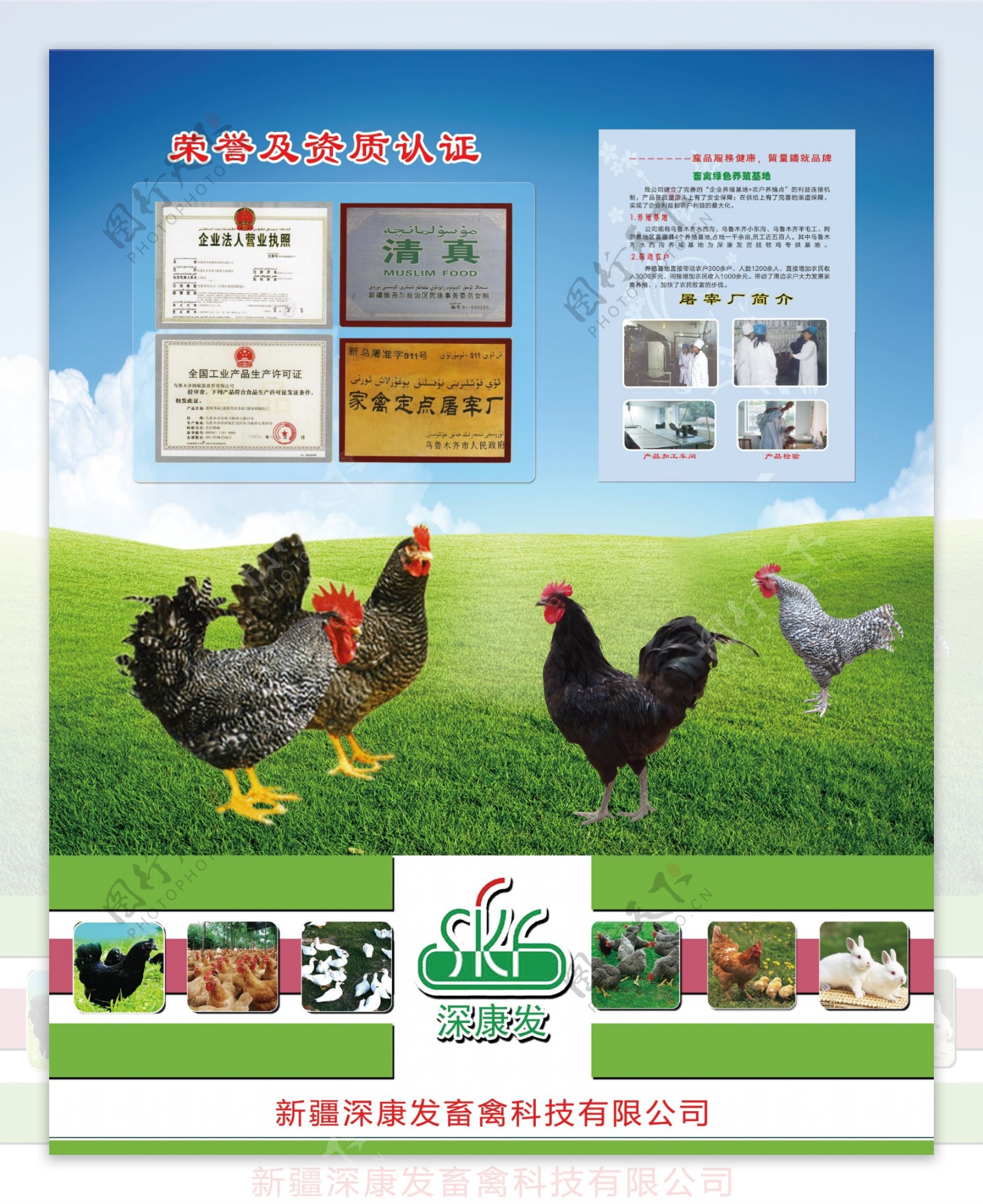 芦花鸡广告图片