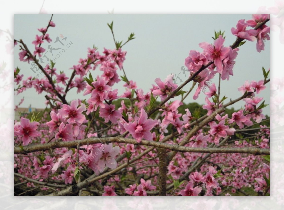 桃花图片