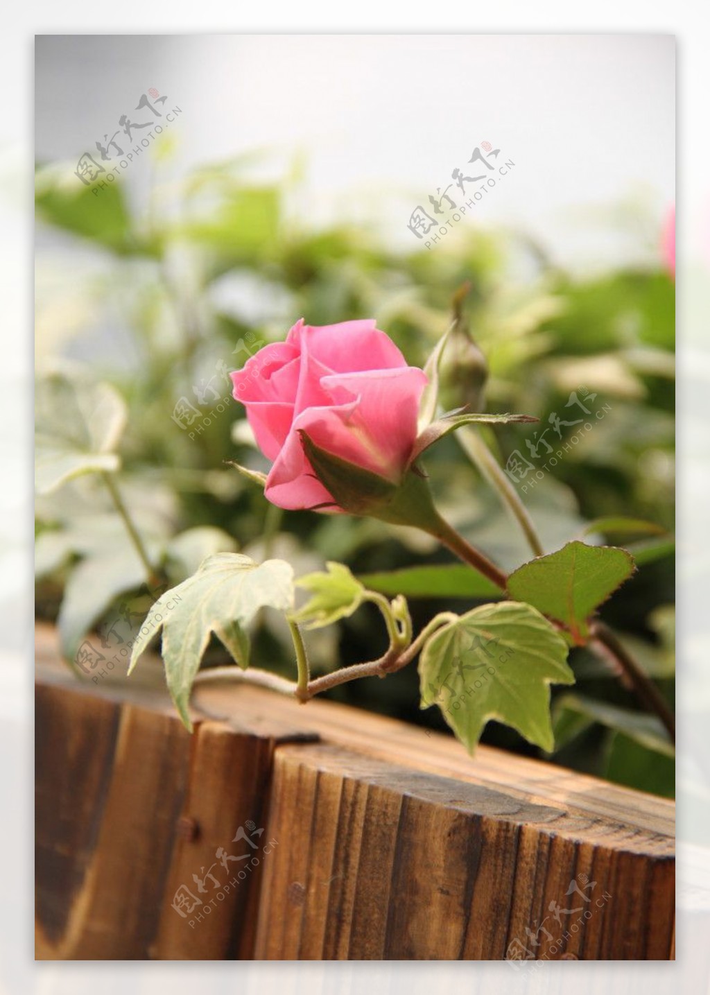 花圃中玫瑰花蕾图片