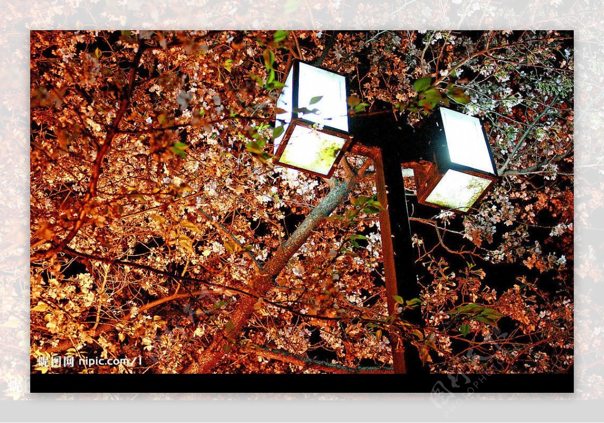 樱花树下的灯柱图片