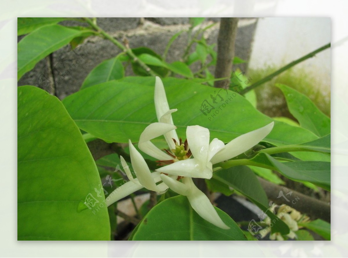 缅桂花图片