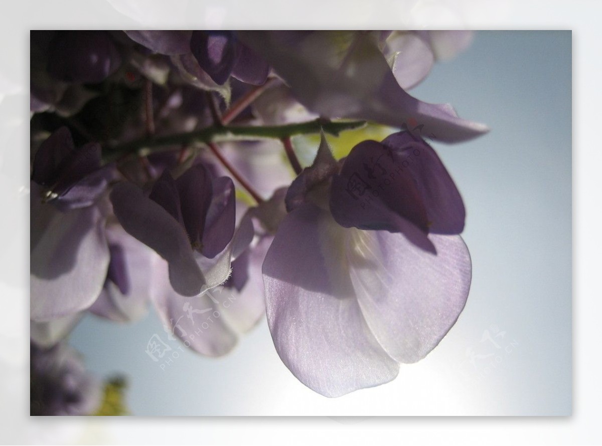 背光的紫藤花图片