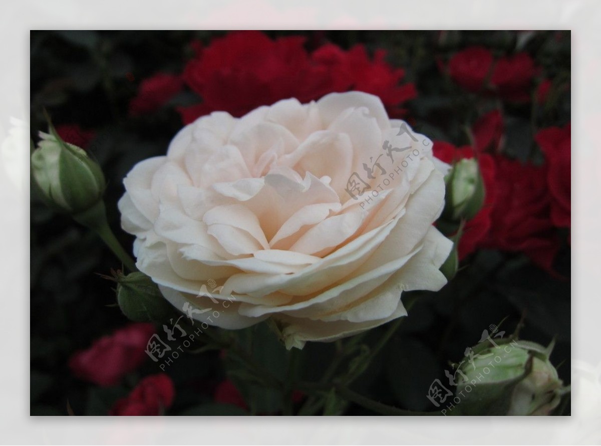 清晨的白色玫瑰图片