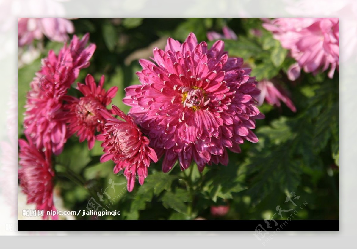 粉红菊花图片