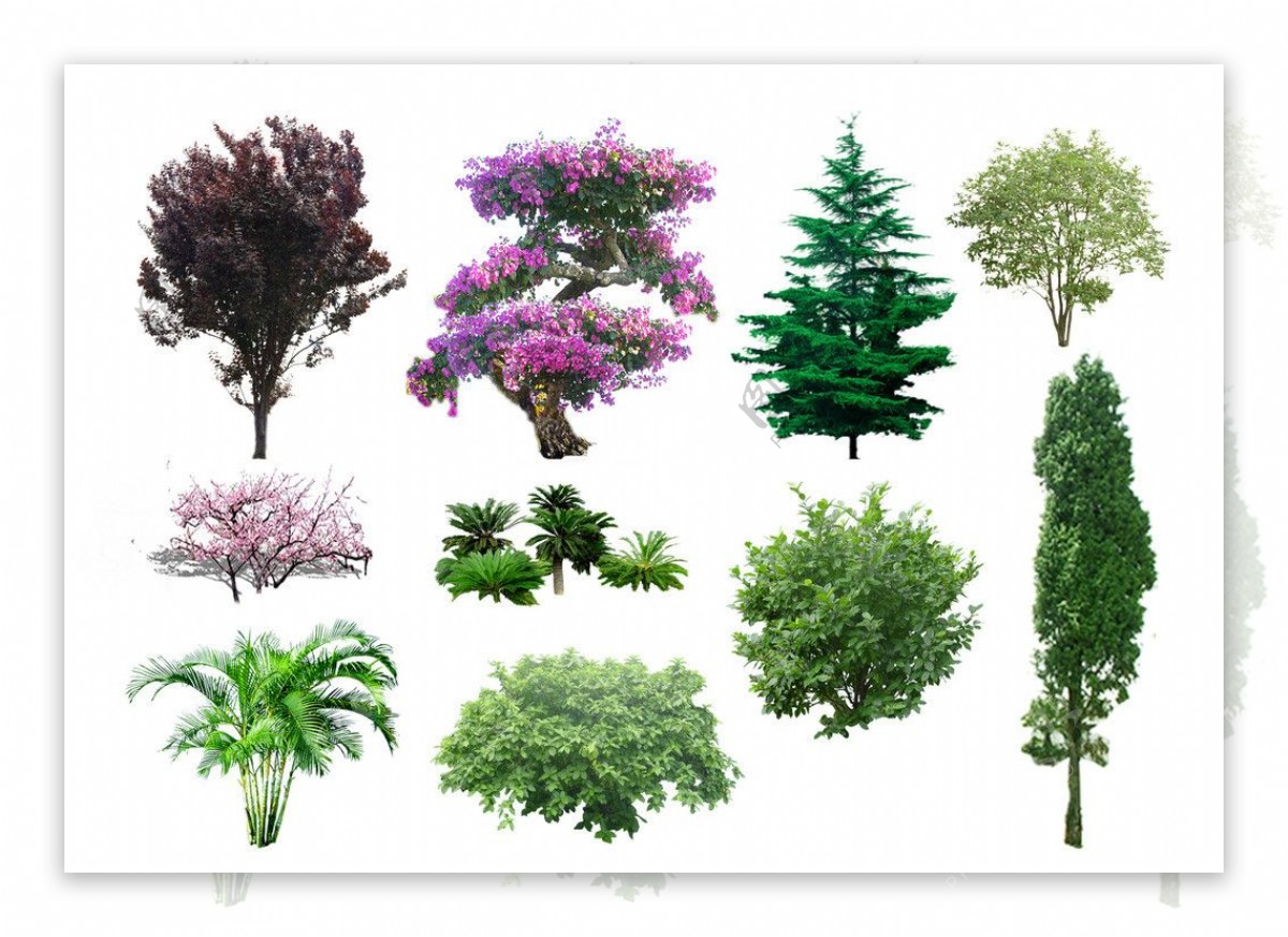 乔木灌木植物素材图片