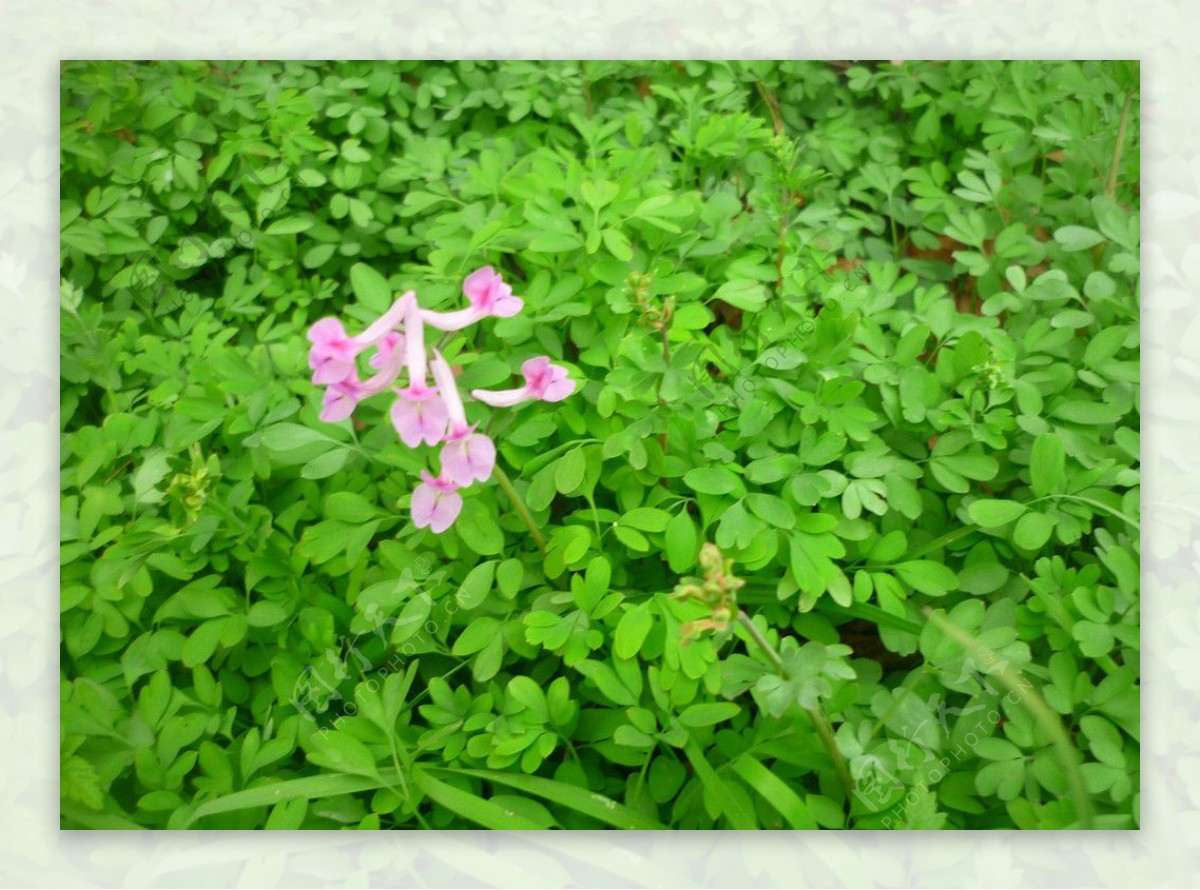 田间小花图片