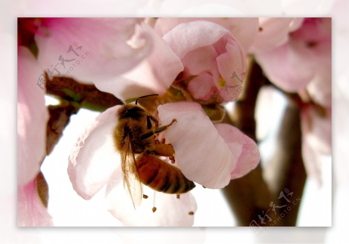 蜜蜂和桃花图片