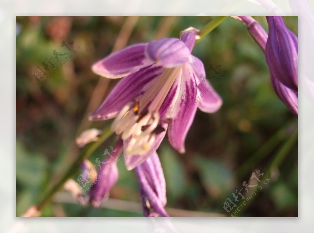 紫萼花心图片