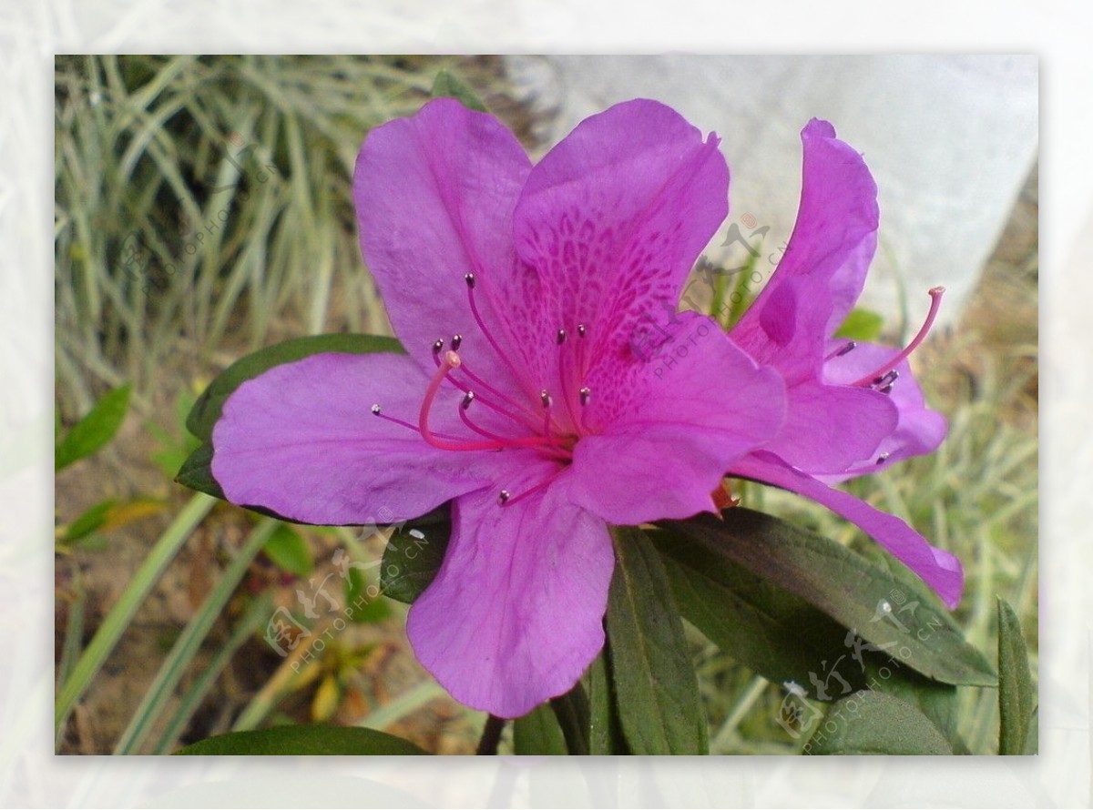 杜鹃花红花鲜花图片