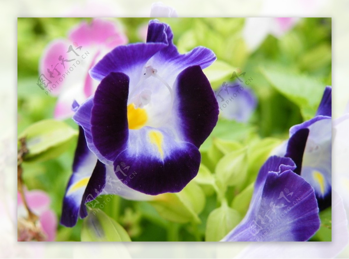 紫衣仙子图片