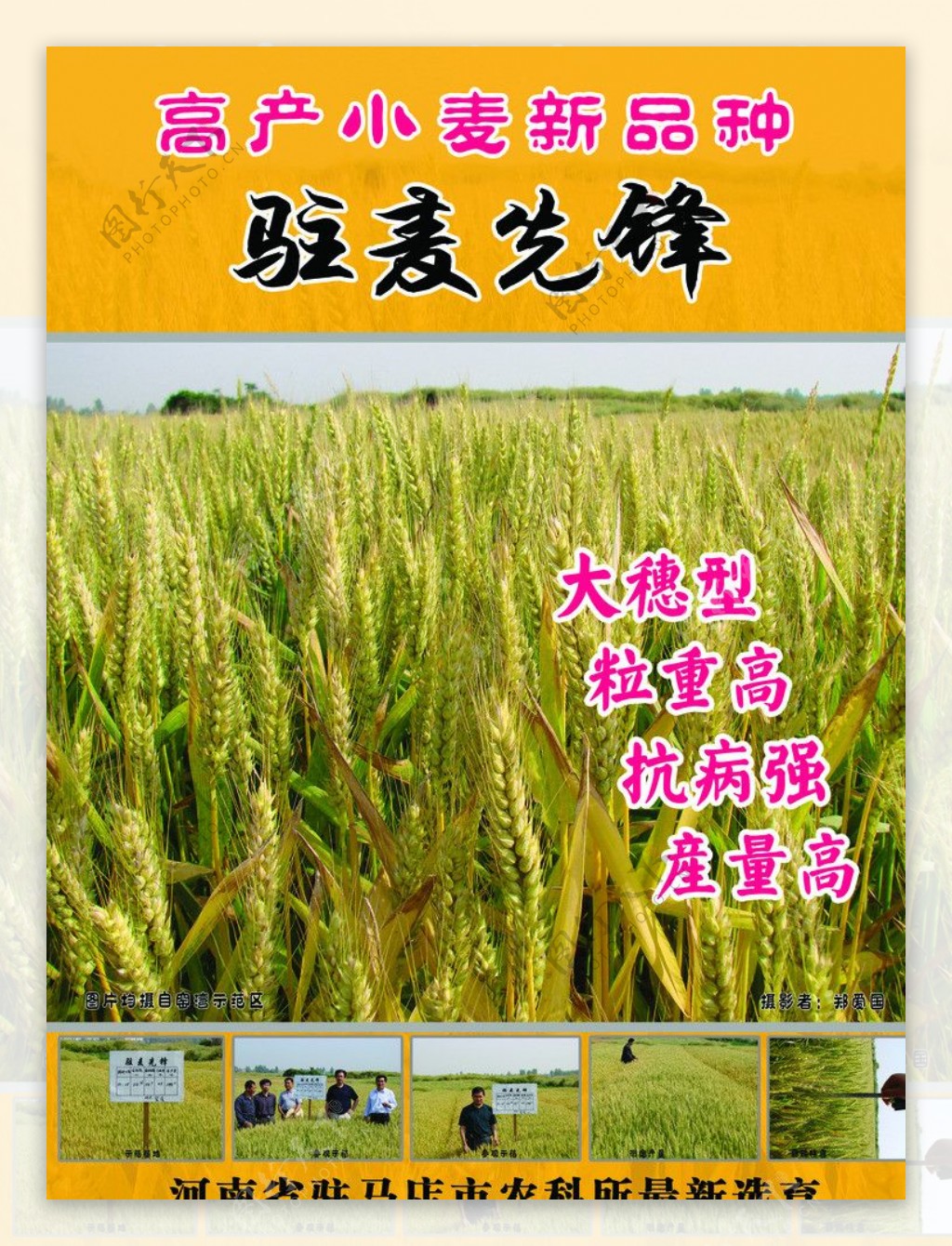 小麦宣传素材图片