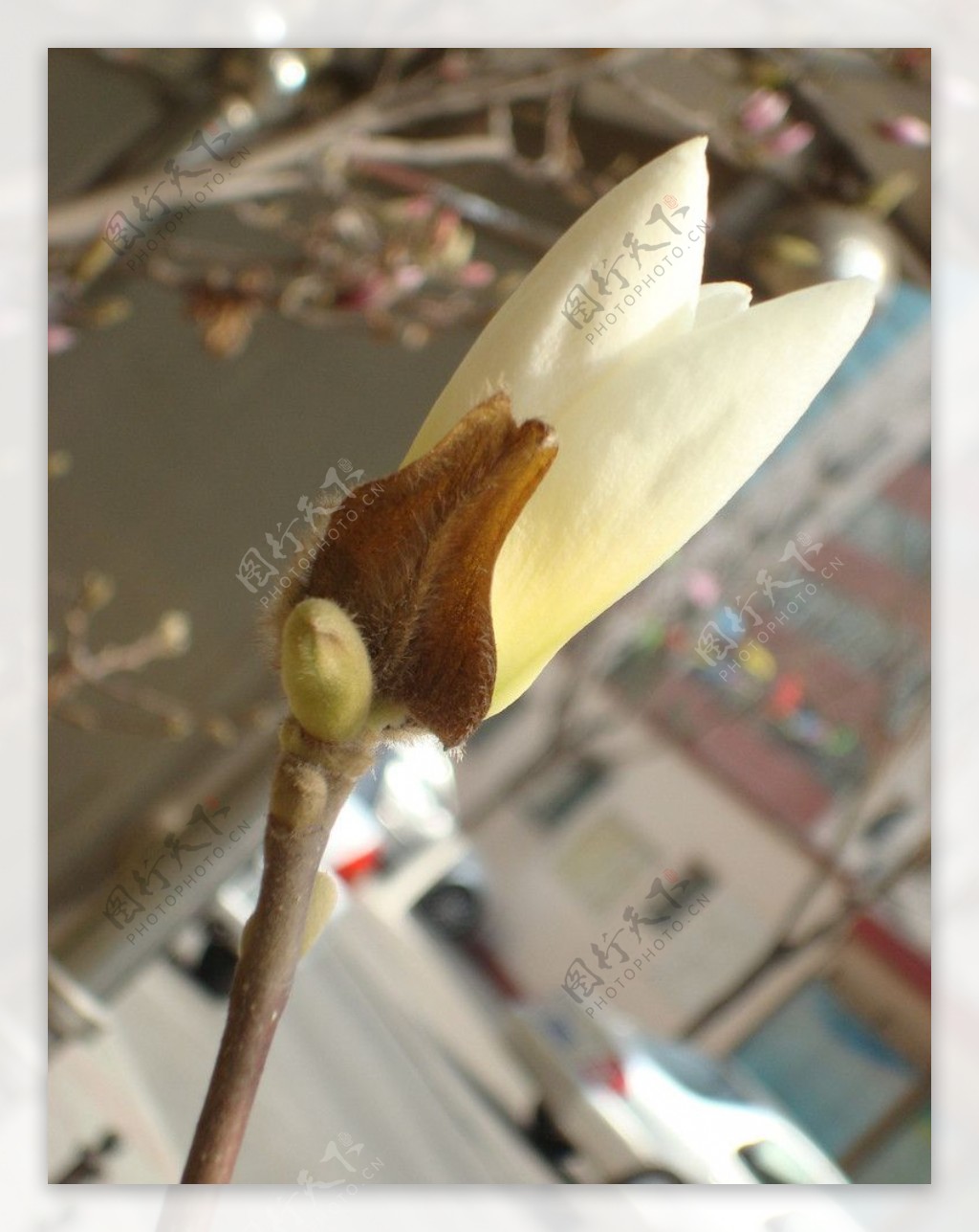 白色玉兰花蕾图片