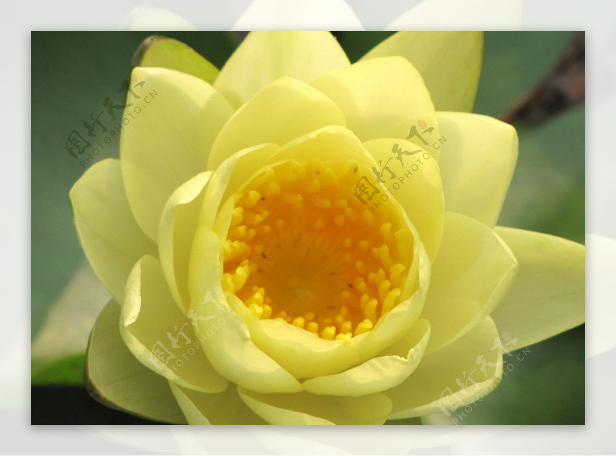 黄色水莲花图片