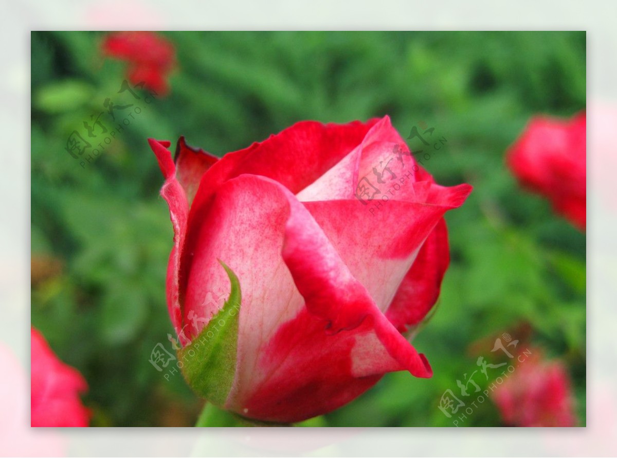 红粉月季花蕾图片
