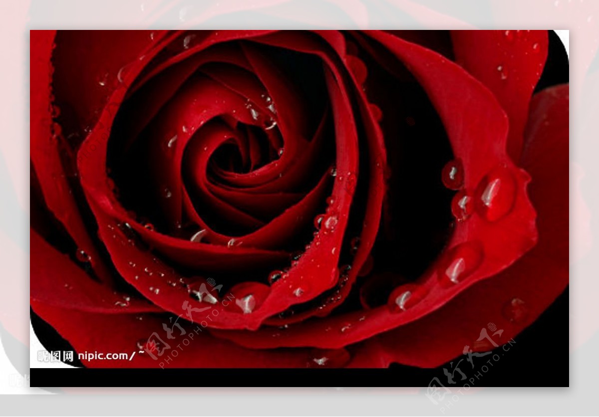 红玫瑰和露珠图片
