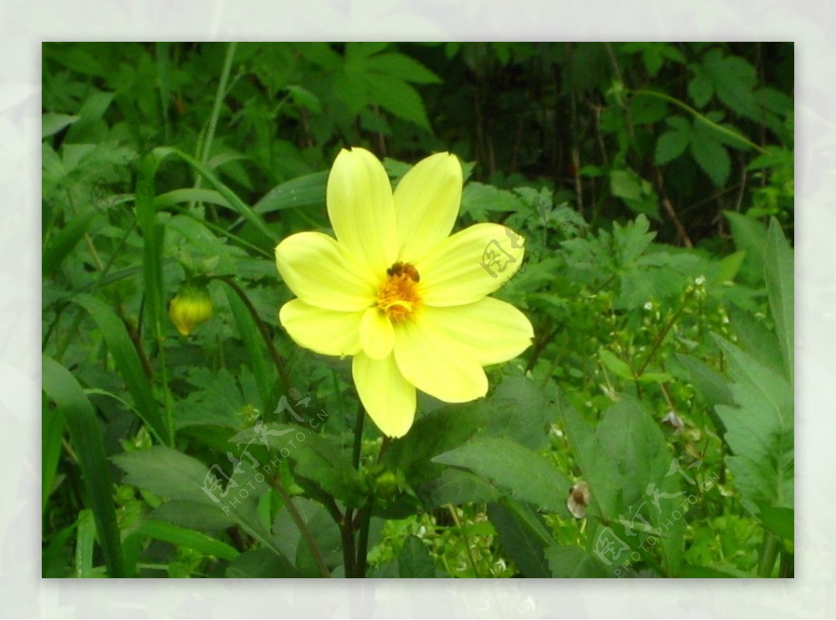 有蜜蜂的黄色花朵图片
