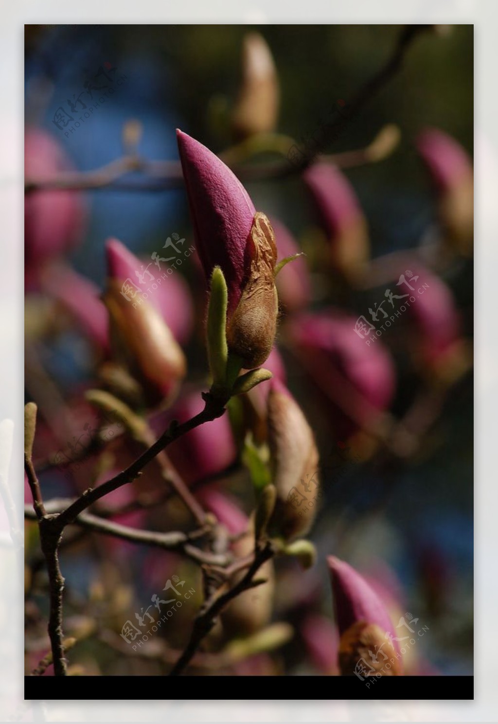 紫玉兰花蕾图片