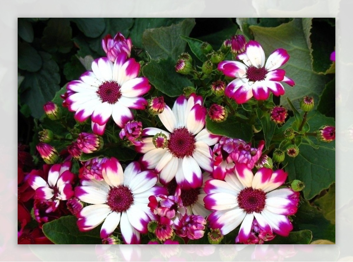 红白菊花图片