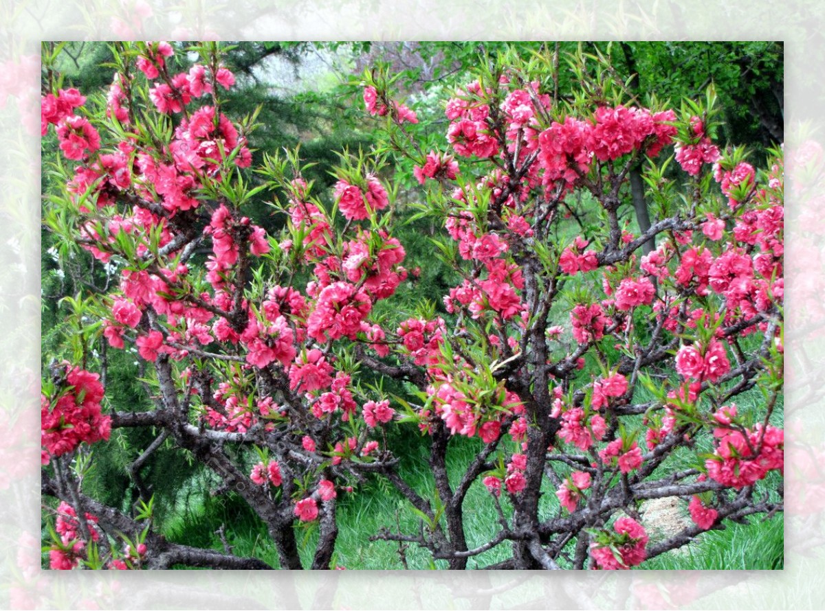 长寿桃花图片