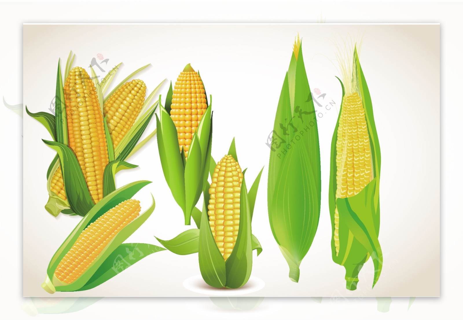玉米矢量图合集图片