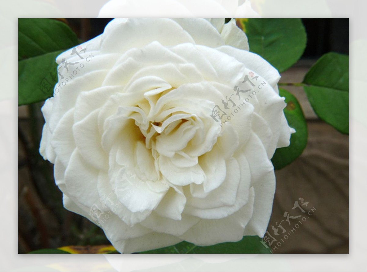 白月季绿叶白玫瑰花图片