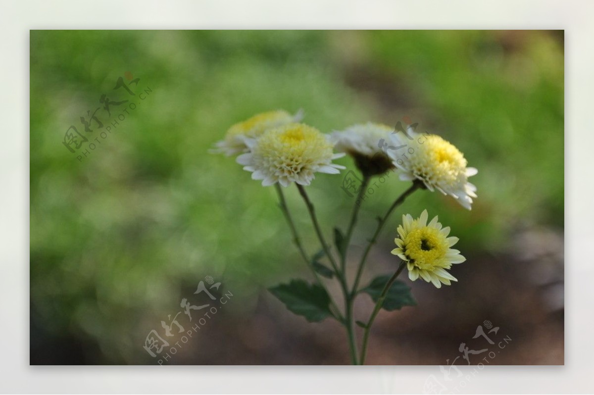 野菊花图片