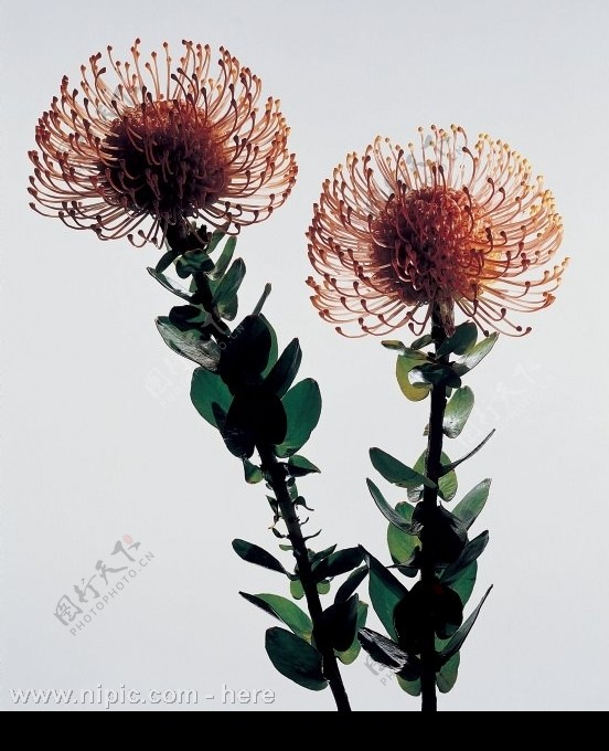 植物花卉图片