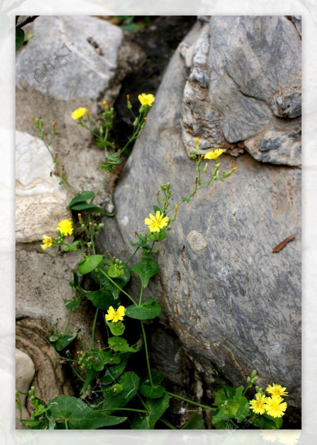 石缝中的花朵图片