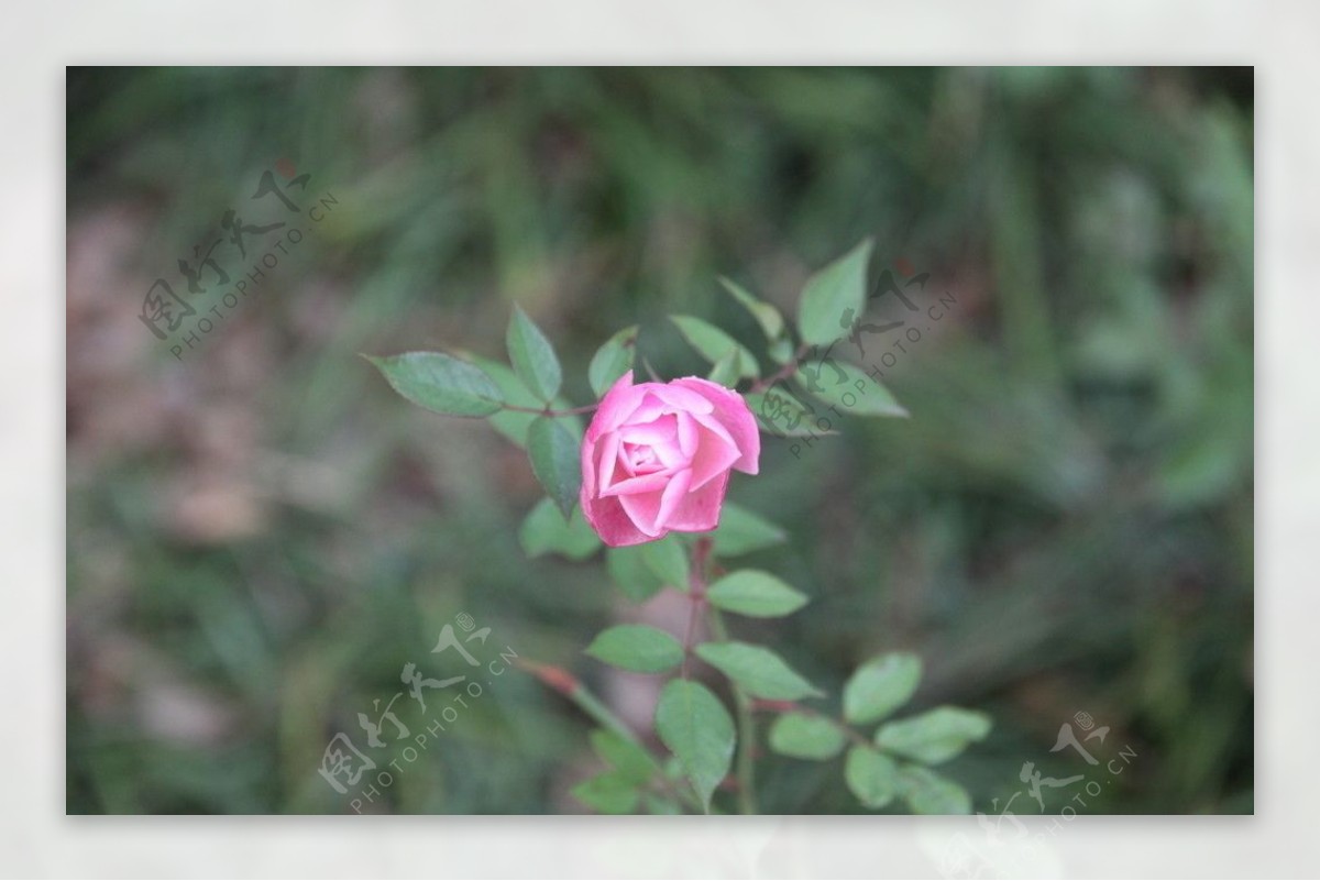 自己拍的高清月季花野玫瑰图片