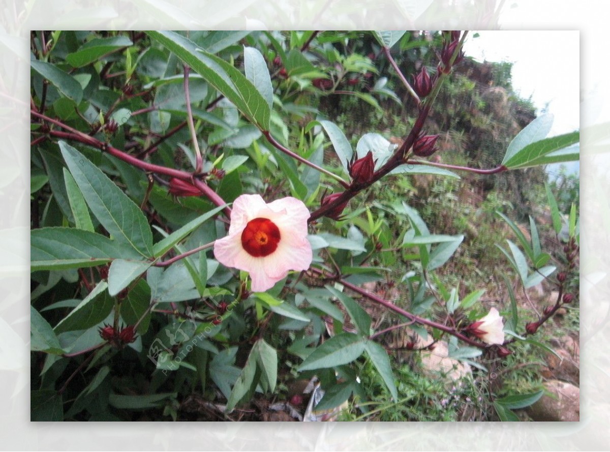 花酒花图片