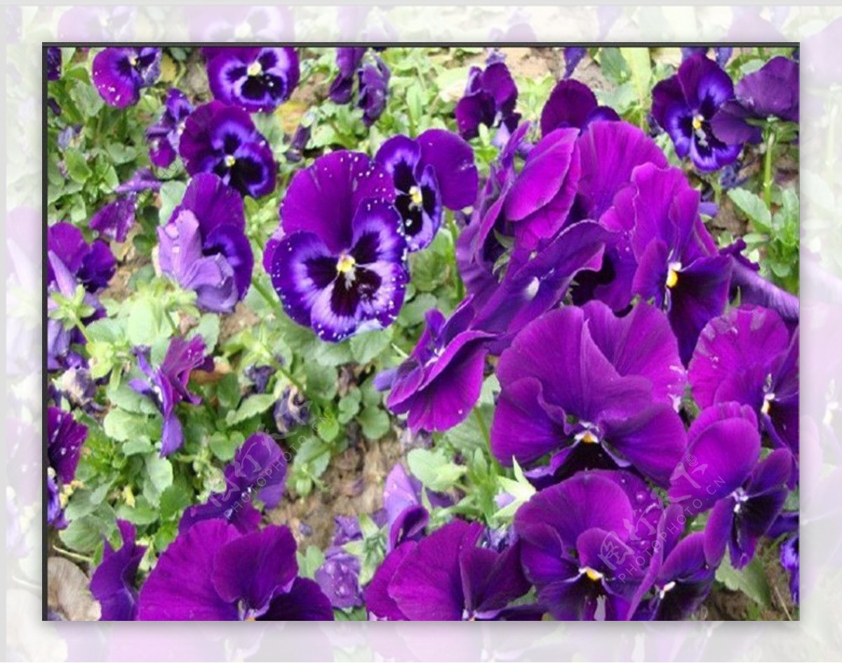 紫蝴蝶花图片